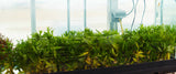 This is HALF of a 125 Gallon in natural daylight which is how we grow ALL of our Aquarium Plants.