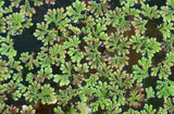 Azolla