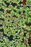 Azolla / Duckweed Fern