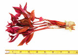 Alternanthera Reineckii Regular_Aquarium Plant For Sale