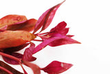 Alternanthera Reineckii Regular_Aquarium Plant For Sale