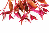 Alternanthera Reineckii Regular_Aquarium Plant For Sale