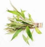 Hygrophila Stricta (Red Stem UNIQUE Plant) 5-6 Stems