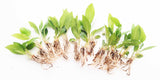 Anubias Congensis (Background Aquarium Plant)