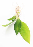 Anubias Congensis (Background Aquarium Plant)