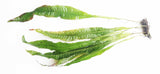 Java Fern. (Regular) 6 Inches