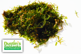 Java Moss portion on Dustin's Fishtanks