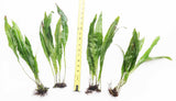 Java Fern. (Regular) 6 Inches