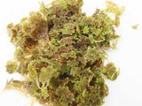 Azolla