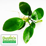 Anubias for Sale on Dustin's Fishtanks