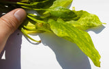 Echinodorus 'Marble Queen' Sword Variation