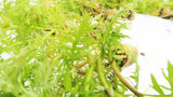 Water Wisteria The Hardiest Hygrophila_Hygrophila Difformis_Aquarium Plant_Aquarium Plants_Aquarium Plant For Sale