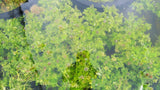 Water Wisteria The Hardiest Hygrophila_Hygrophila Difformis_Aquarium Plant_Aquarium Plants_Aquarium Plant For Sale