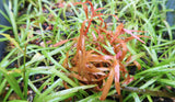 Dwarf Sagittaria Subulata (Easiest Foreground Plant)