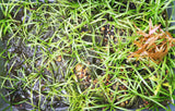 Dwarf Sagittaria Subulata (Easiest Foreground Plant)