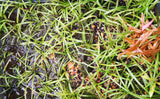 Dwarf Sagittaria Subulata (Easiest Foreground Plant)