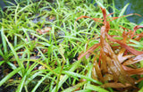 Dwarf Sag Potted_Sagittaria Subulata_Easiest Foreground Plant_Aquarium plant for sale_aquarium plants for sale