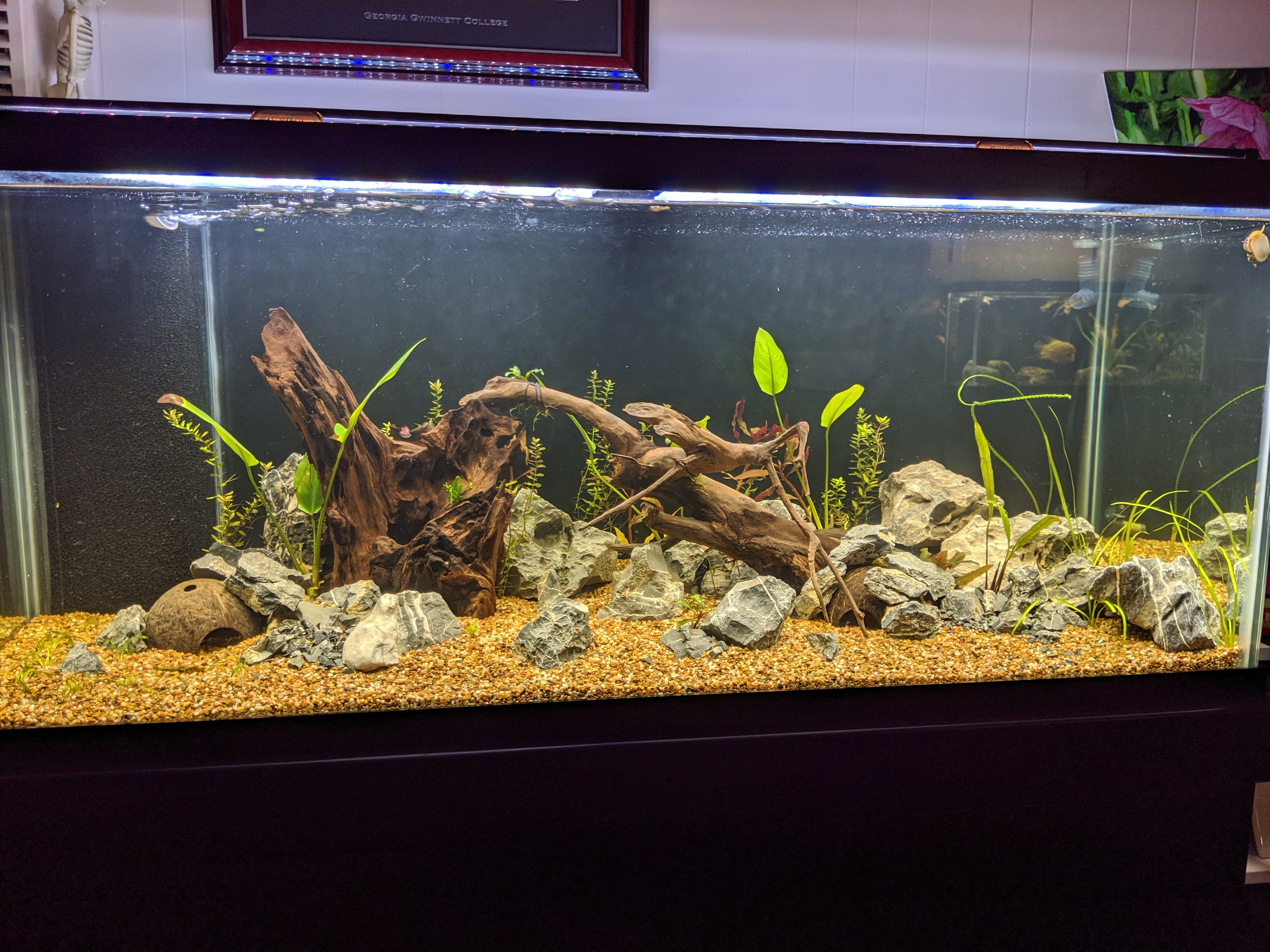 Dustin's Dirt Packs. (Aquarium Substrate Our own Premier Mix)