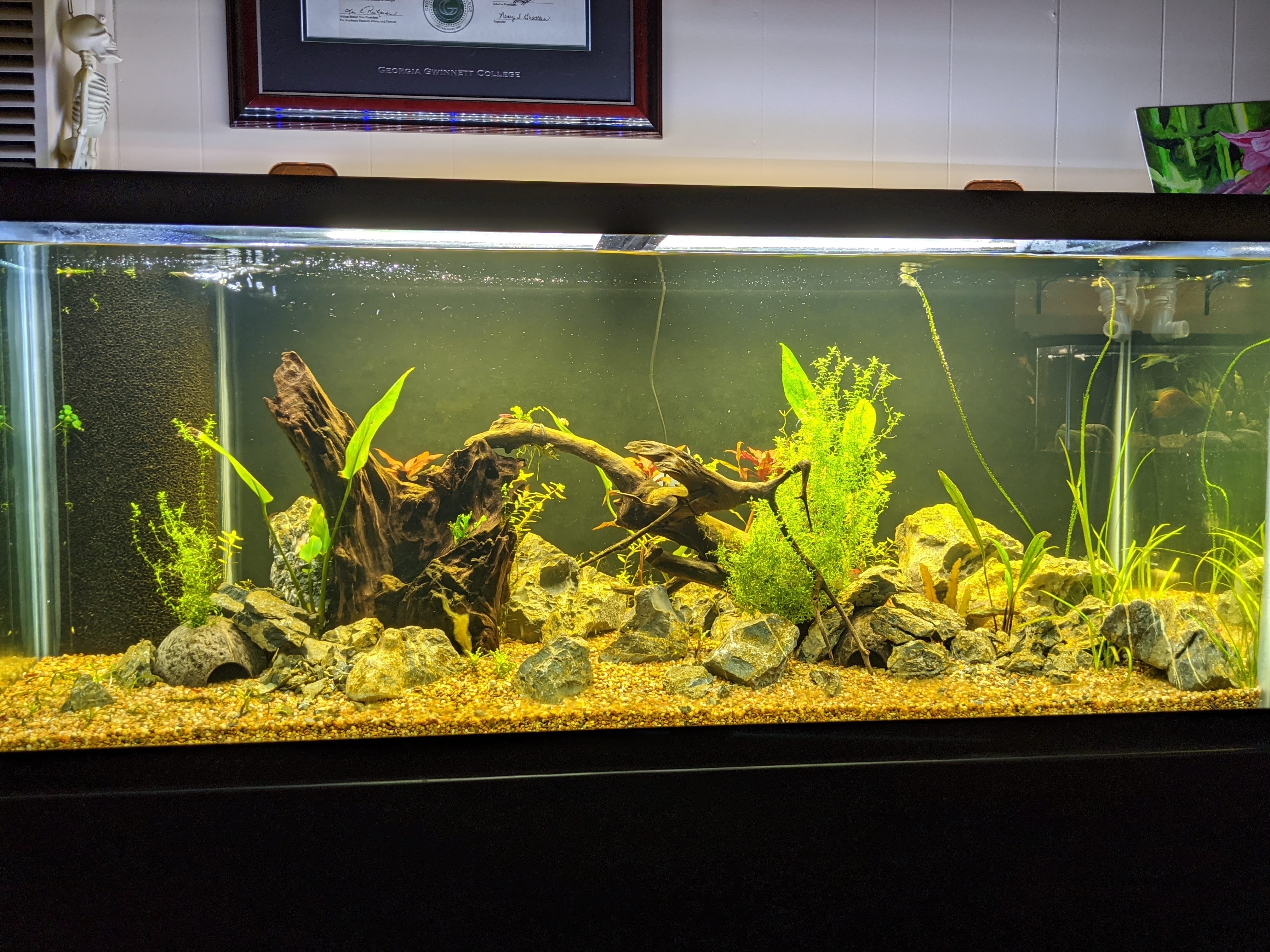 Dustin's Dirt Packs. (Aquarium Substrate Our own Premier Mix)