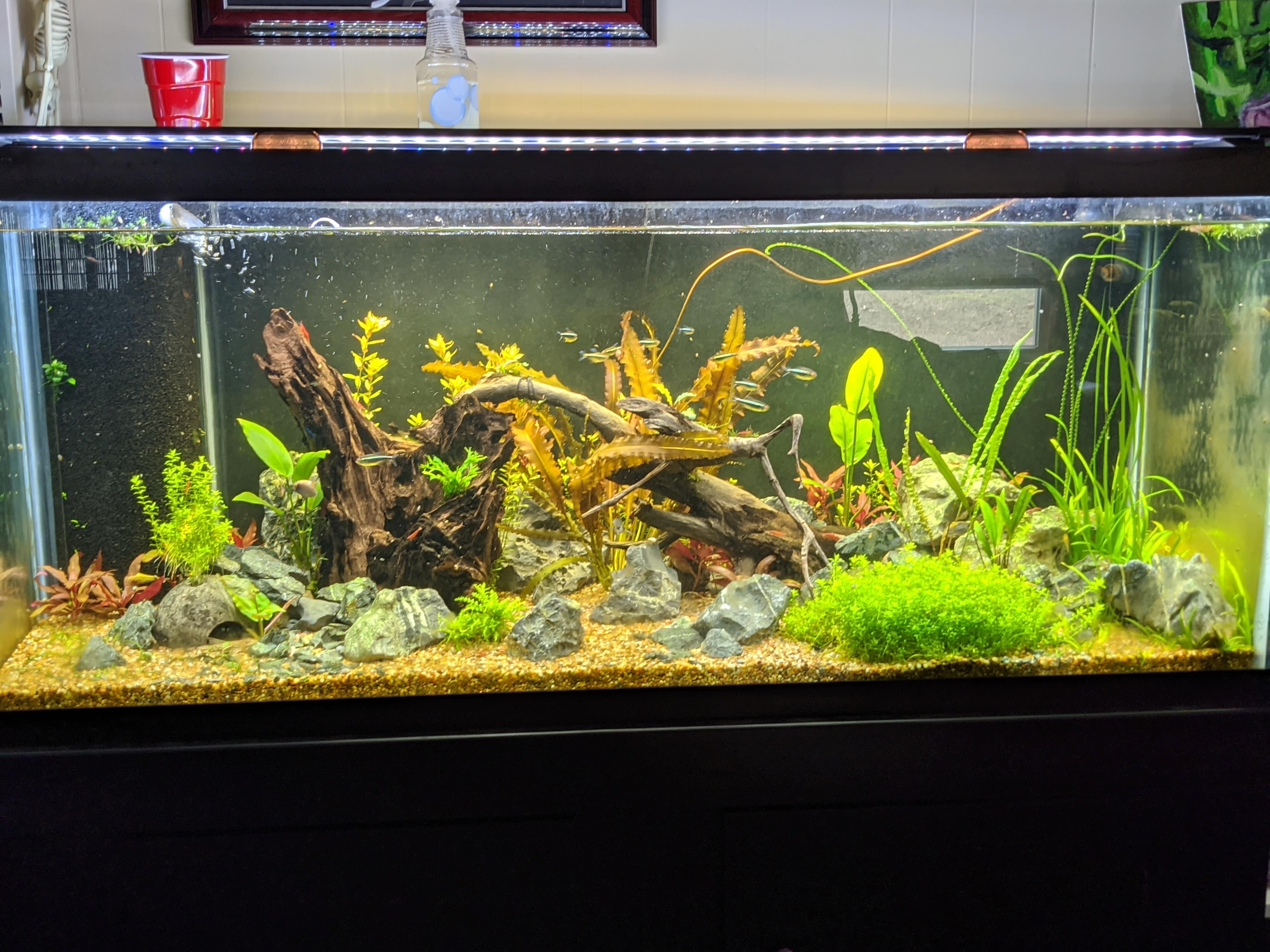 Dustin's Dirt Packs. (Aquarium Substrate Our own Premier Mix)