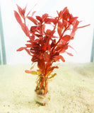 Ammania Gracilis (Thick RED Aquarium Plant)