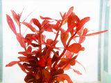 Ammania Gracilis (Thick RED Aquarium Plant)