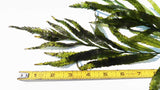 Bolbitus (BULLET PROOF) heudelotii, African Water Fern