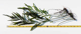 Bolbitus (BULLET PROOF) heudelotii, African Water Fern