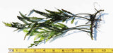 Bolbitus (BULLET PROOF) heudelotii, African Water Fern
