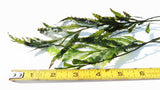 Bolbitus (BULLET PROOF) heudelotii, African Water Fern