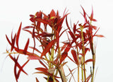 LUDWIGIA ARCUATA (Thin NEEDLE Leaf AMAZING Plant)