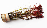 LUDWIGIA ARCUATA (Thin NEEDLE Leaf AMAZING Plant)