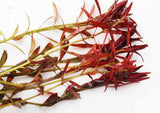 LUDWIGIA ARCUATA (Thin NEEDLE Leaf AMAZING Plant)