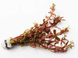 Rotala H'ra