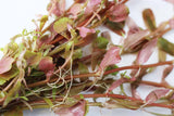 Rotala H'ra