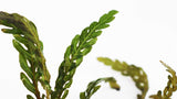 Hygrophila Pinnatifida_Aquarium Plants For sale_Aquarium plant