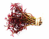 Limnophila Aromaticoides "Hybrid Purple"