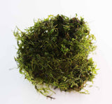 Riccardia sp (Pelia Moss AKA Easiest Moss we Sell)
