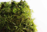 Riccardia sp (Pelia Moss AKA Easiest Moss we Sell)