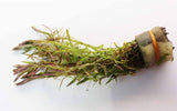 Rotala Nanjenshan_Aquarium PLants for sale_aquarium plant_
