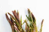 Rotala Nanjenshan