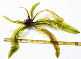 Aponogeton Boivinianus (The Best Background Cichlid Plant We Sell)