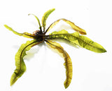Aponogeton Boivinianus (The Best Background Cichlid Plant We Sell)