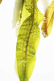Aponogeton Boivinianus (The Best Background Cichlid Plant We Sell)
