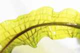 Aponogeton Boivinianus (The Best Background Cichlid Plant We Sell)