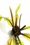 Aponogeton Boivinianus (The Best Background Cichlid Plant We Sell)