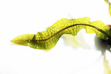 Aponogeton Boivinianus (The Best Background Cichlid Plant We Sell)