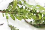 Hygrophila Pinnatifida_Aquarium Plants For sale_Aquarium plant
