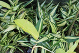 Dracaena Plant (fragrans)