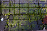Hygrophila Pinnatifida_Aquarium Plants For sale_Aquarium plant